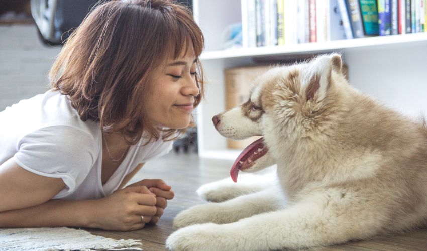 The Ultimate Guide to American Eskimo Dog Breeding: Everything Owners Need to Know